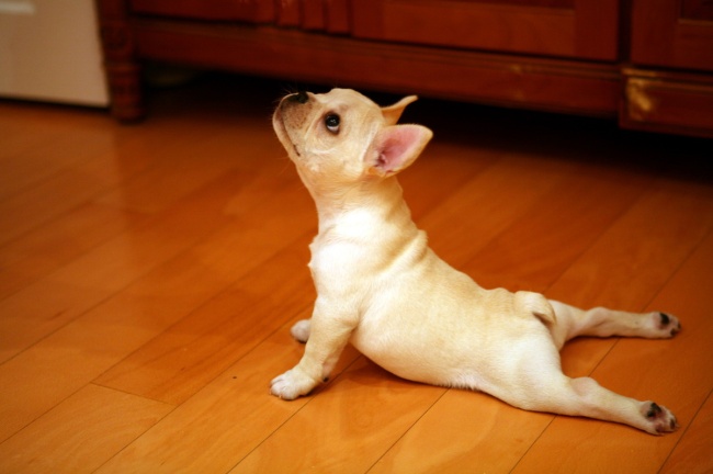cute-dog-funny-yoga-Favim.com-356810